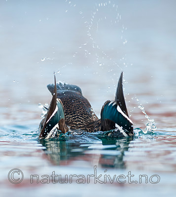 BB 12 0375 / Polysticta stelleri / Stellerand